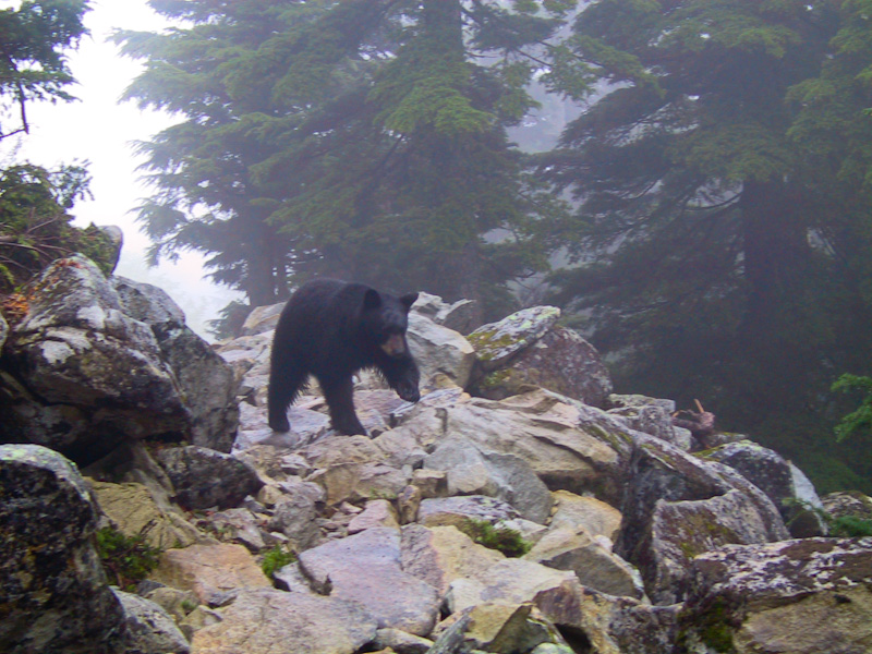 Black Bear Cub On Scree